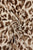 Leopard Print Wool Frayed Scarf